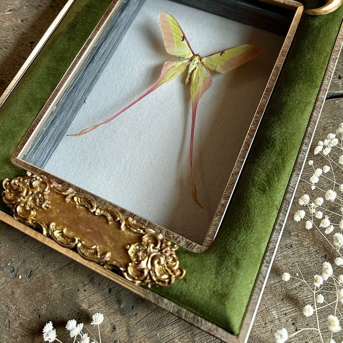 Moon Moth Frame