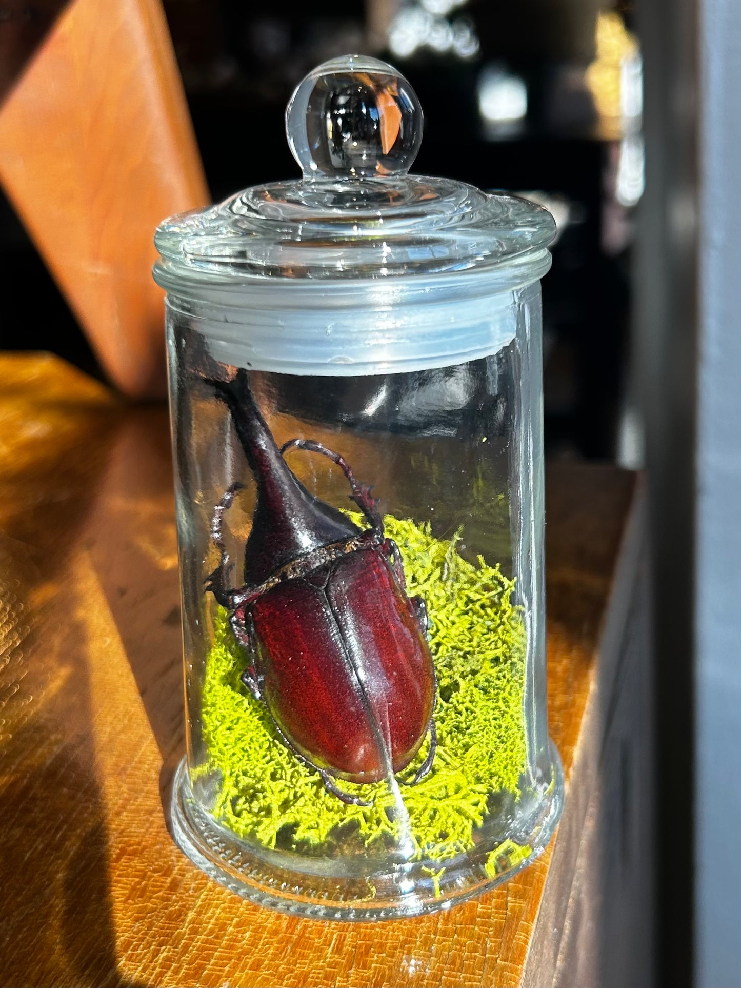 Giant Beetle Jar