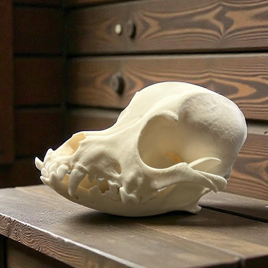 Dog Skull