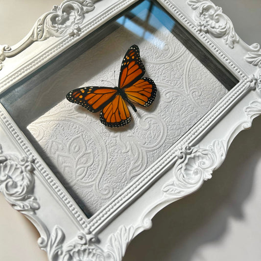 Monarch Butterfly Frame