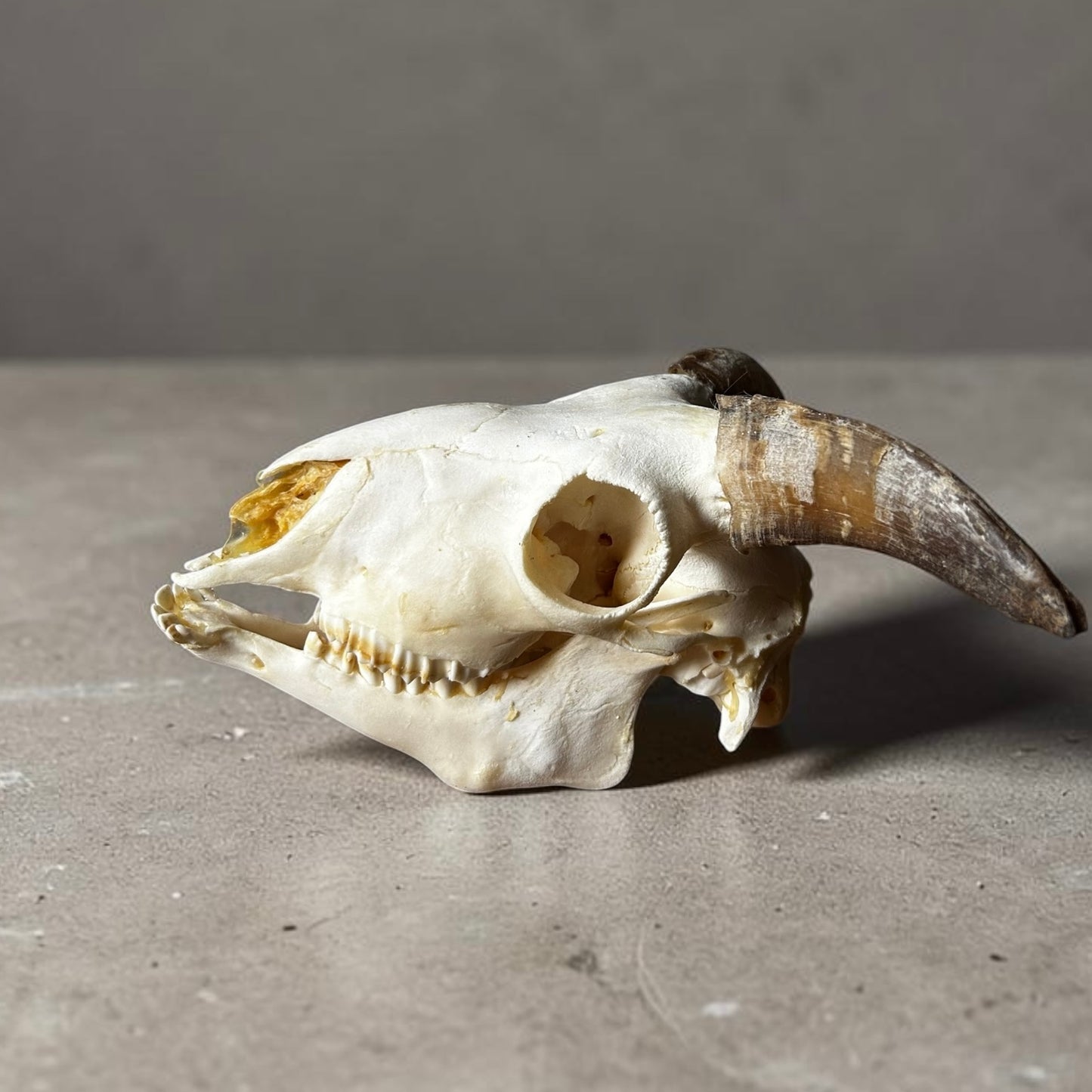 Goat Skull