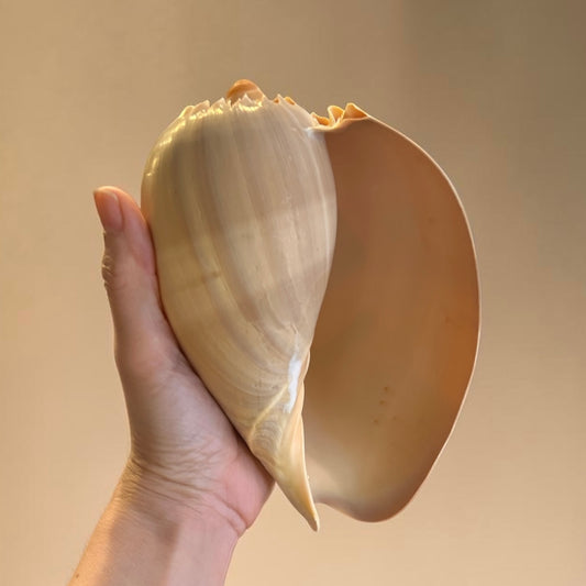 Melon Shell
