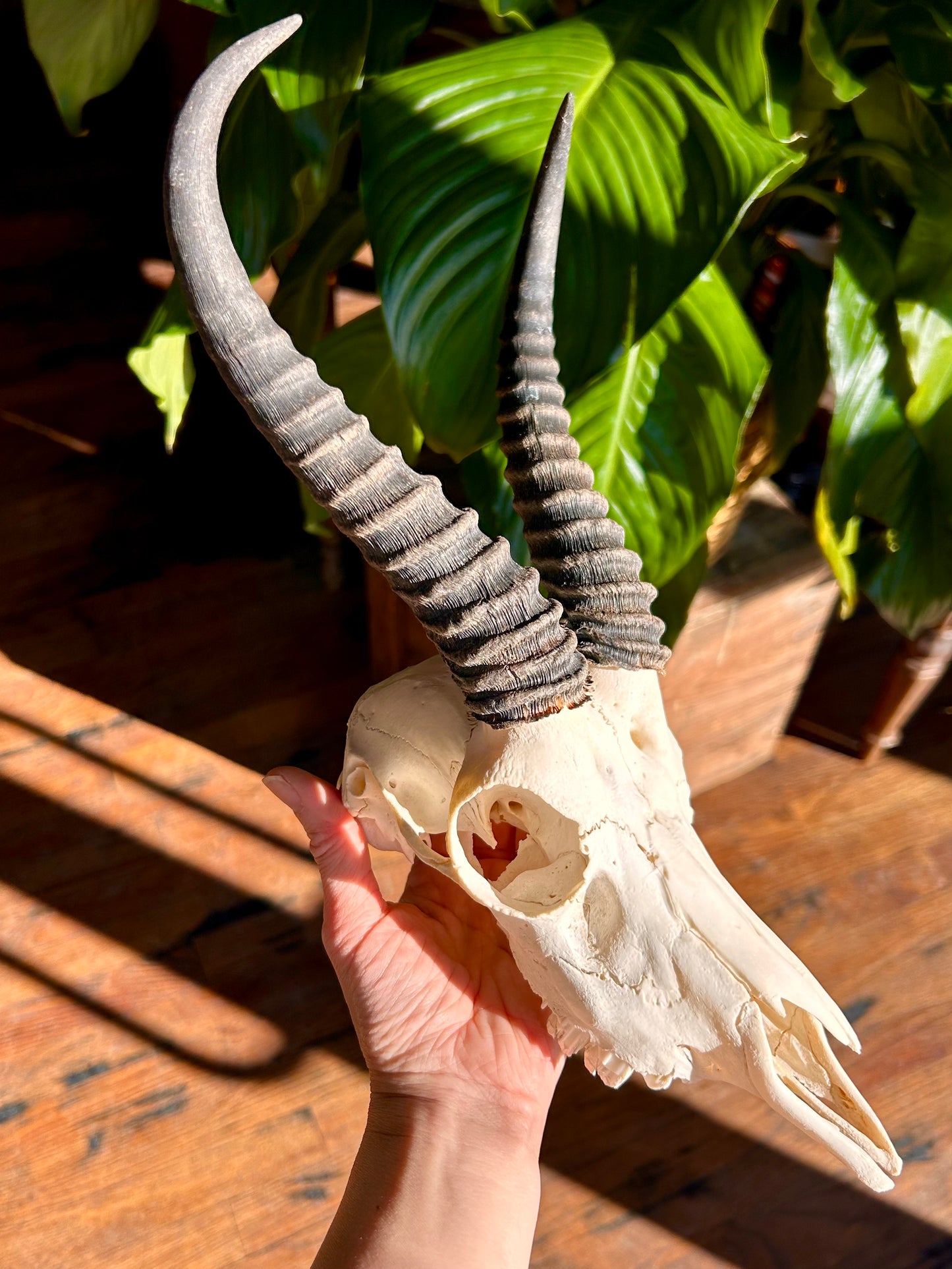 Springbok Skull - Male