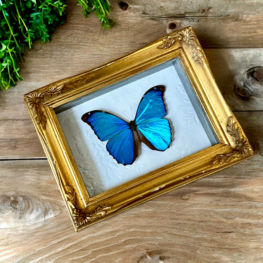 Morpho menelaus Butterfly Frame