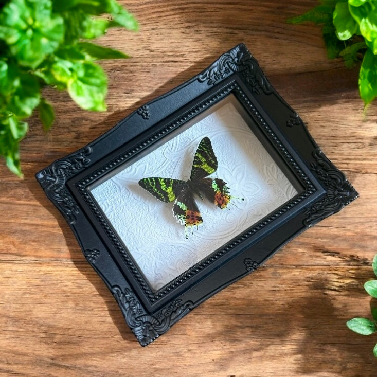 Sunset Moth Frame