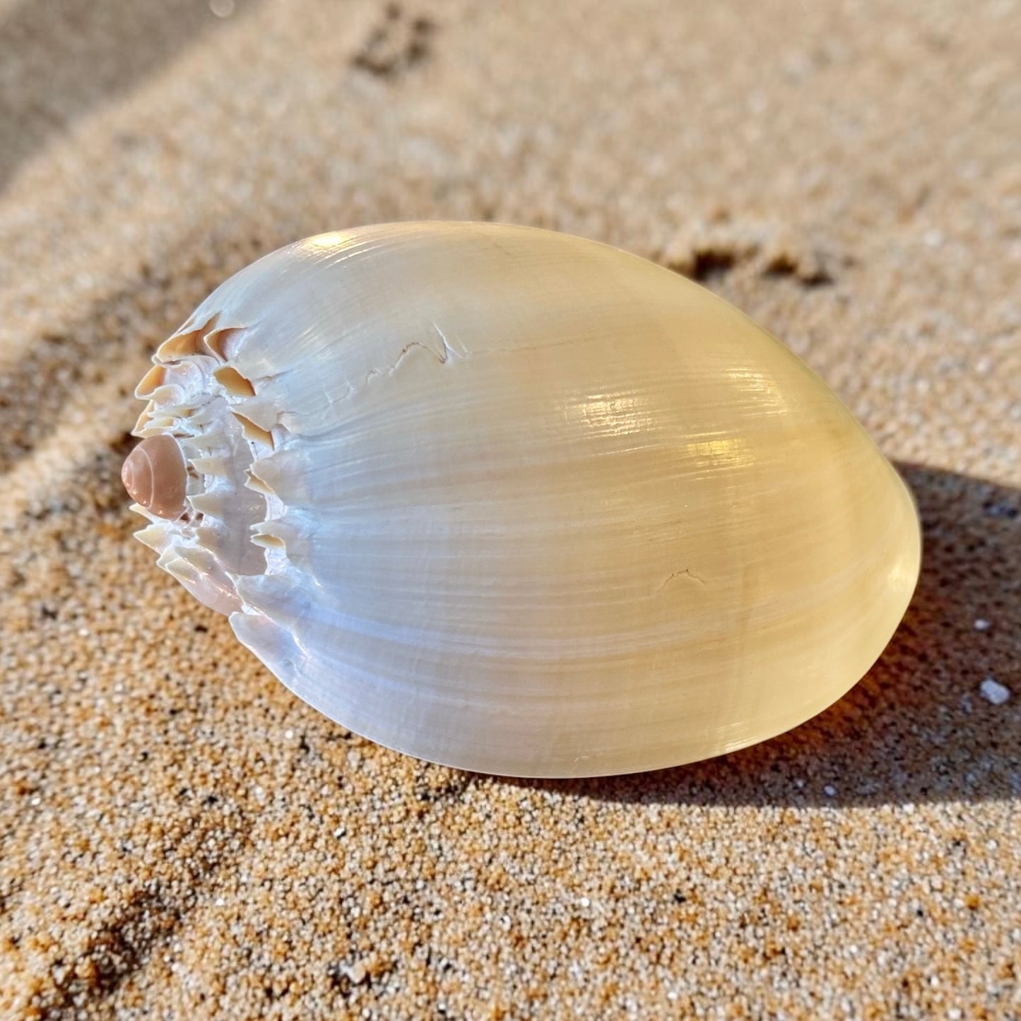 Melon Shell