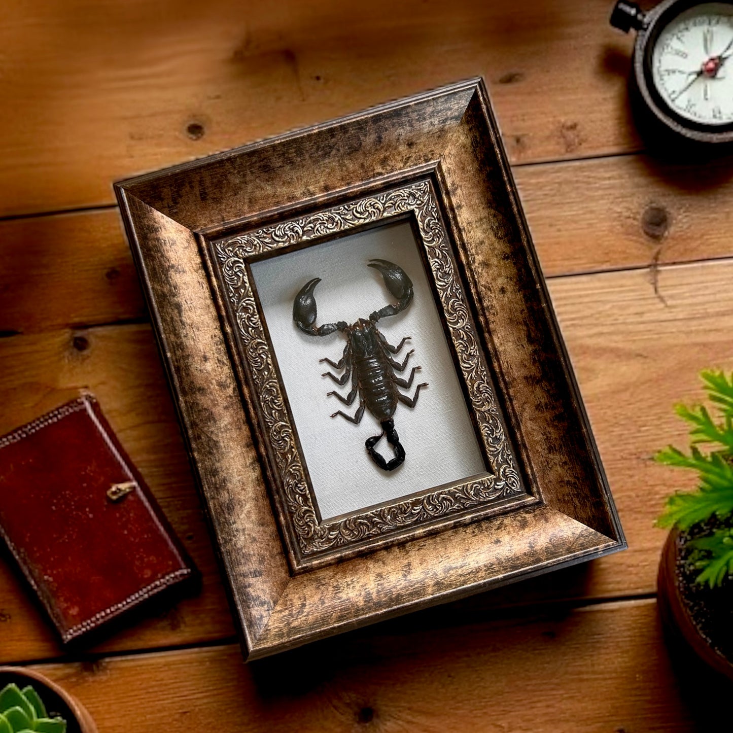 Asian Forest Scorpion Frame