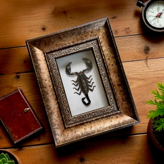 Asian Forest Scorpion Frame