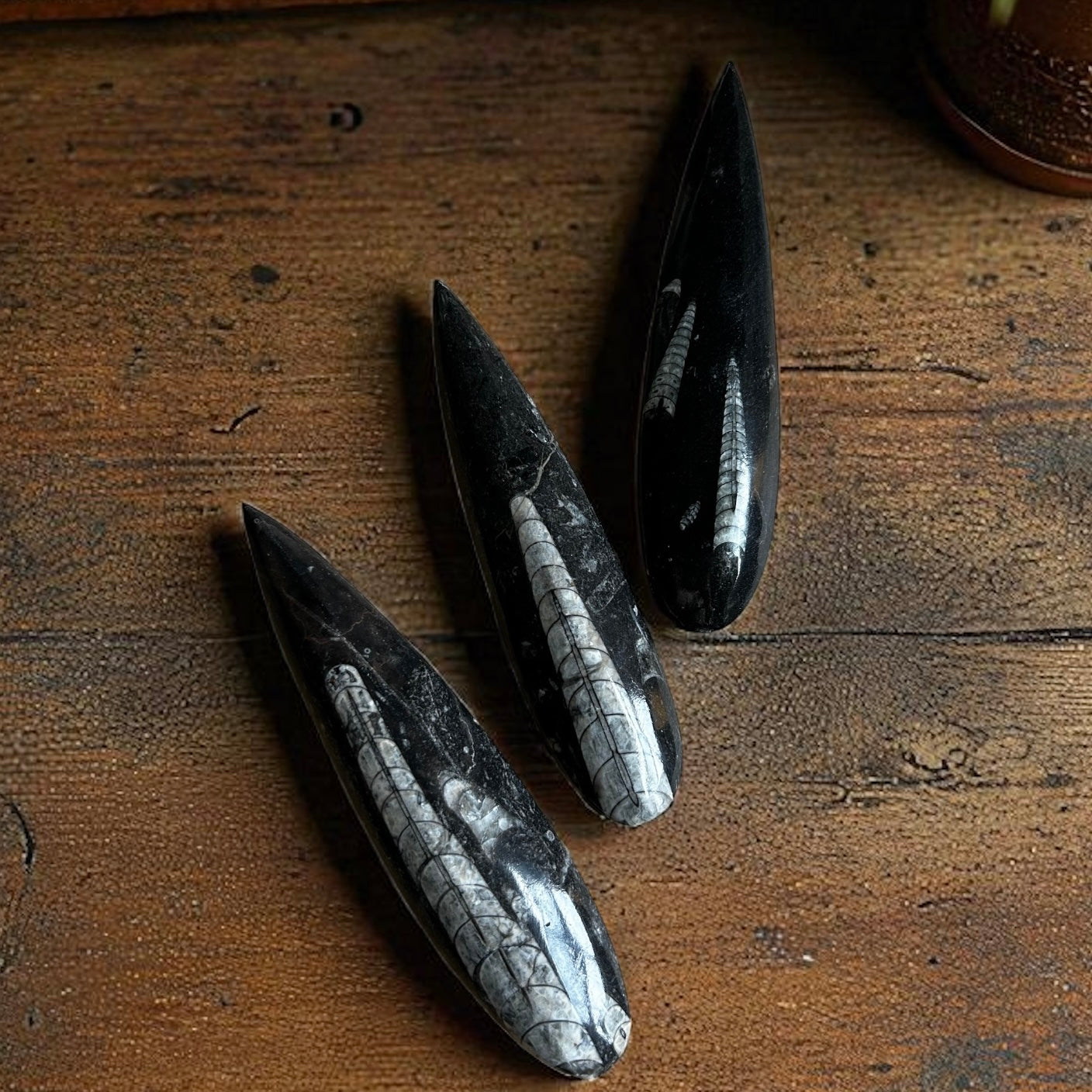 Orthoceras Fossilized Squid