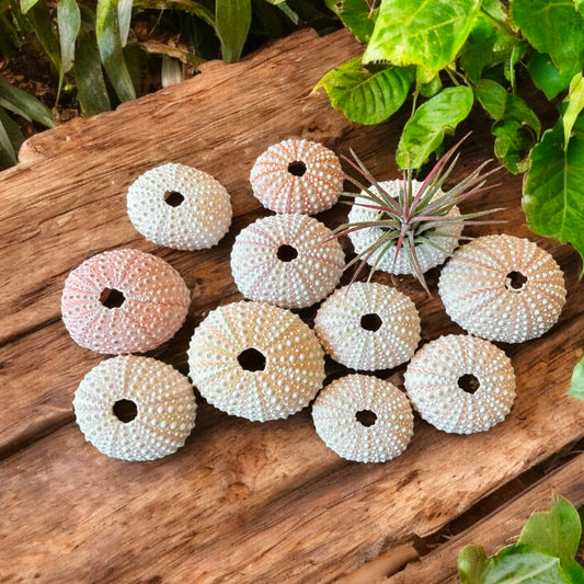 Tiny Pink Sea Urchin Air Plant Holder Shell