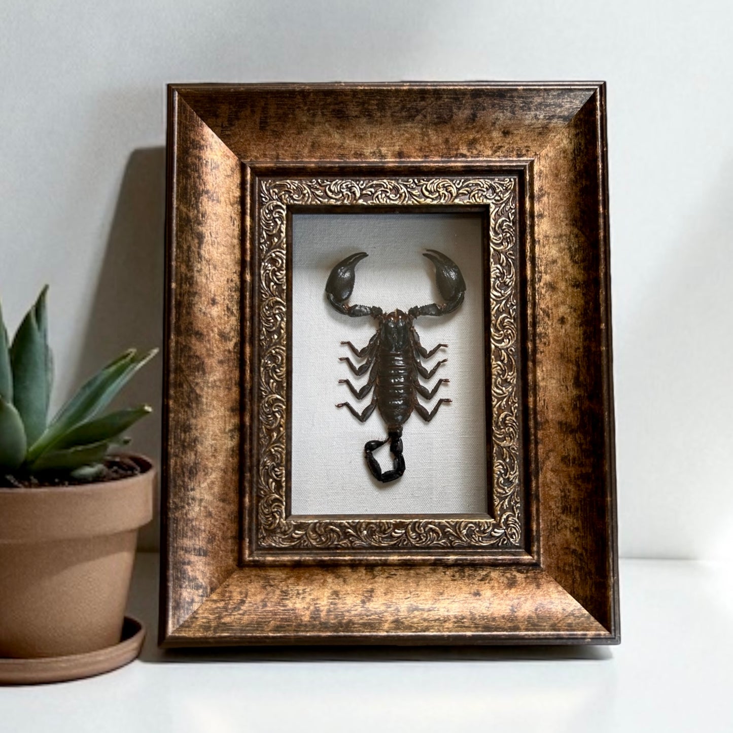 Asian Forest Scorpion Frame