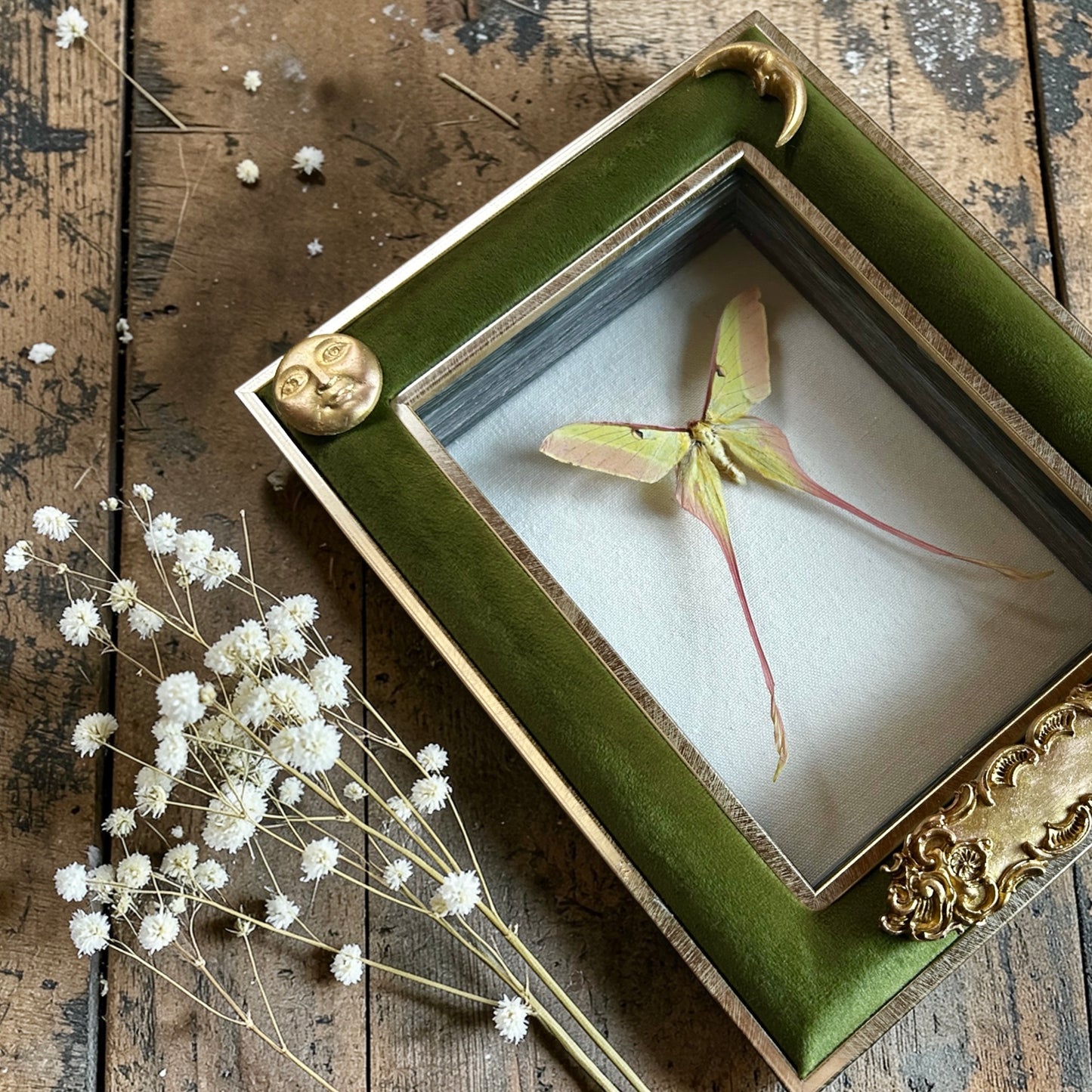 Moon Moth Frame