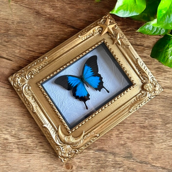 Blue Swallowtail Butterfly with Celestial Frame