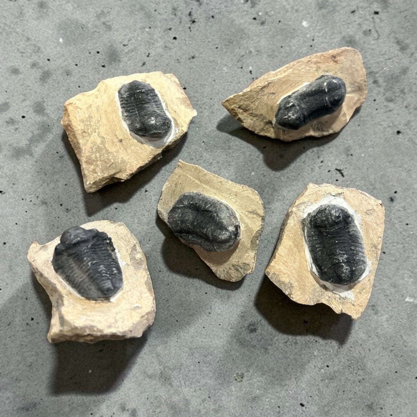 Trilobite Fossil
