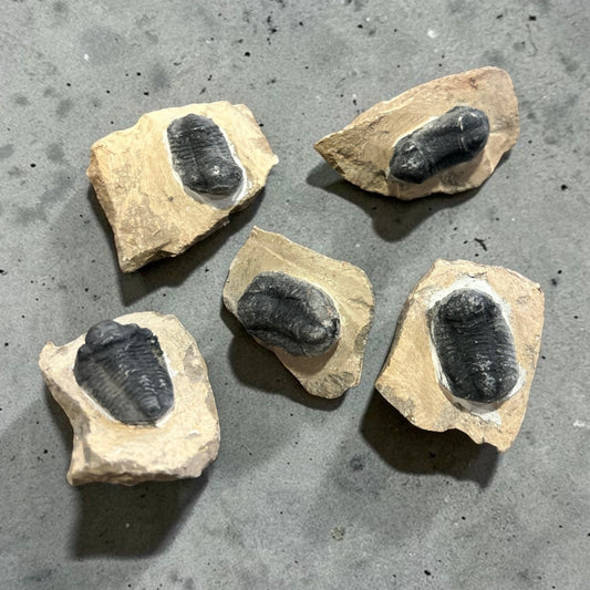 Trilobite Fossil