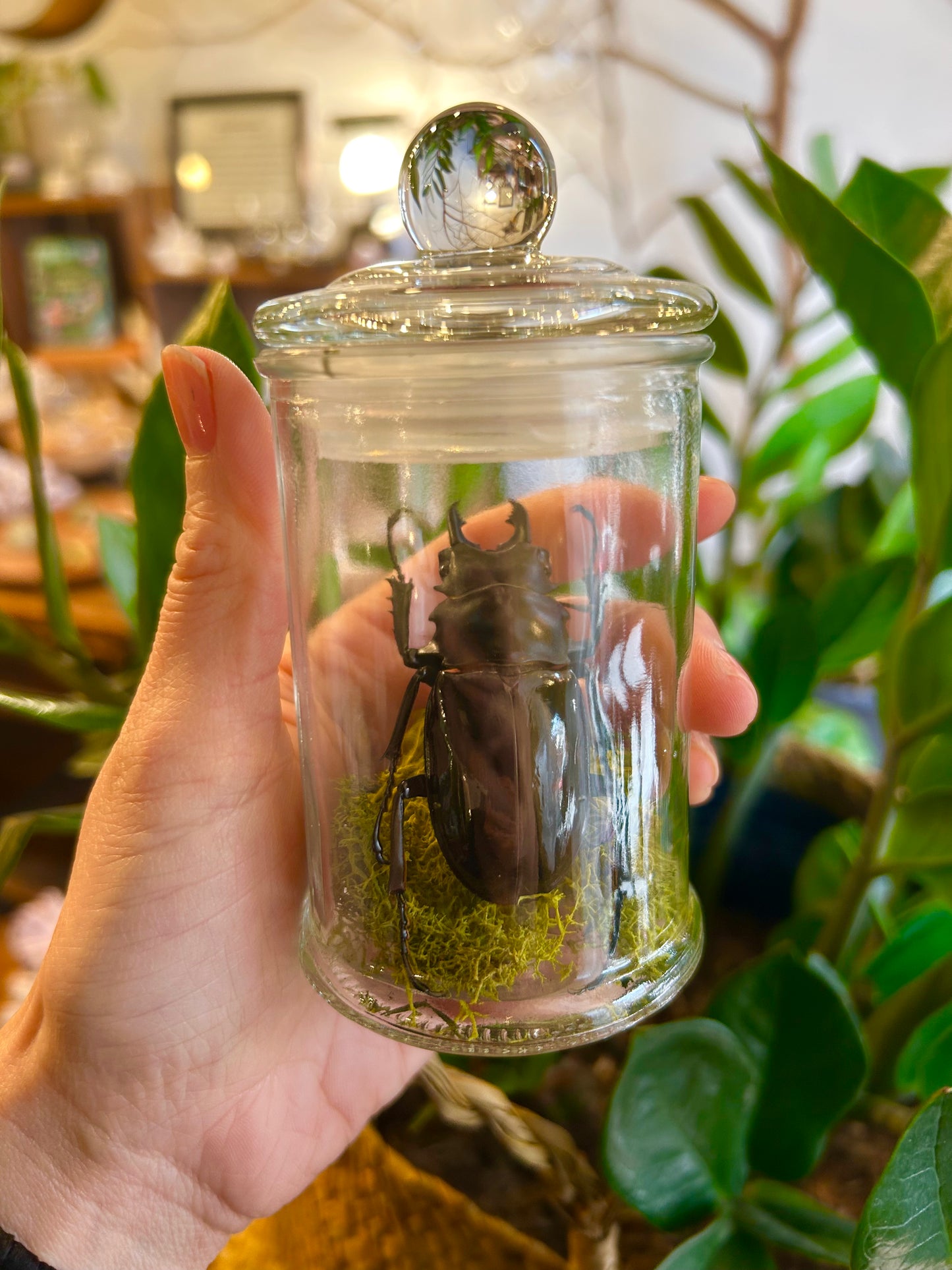 Giant Beetle Jar