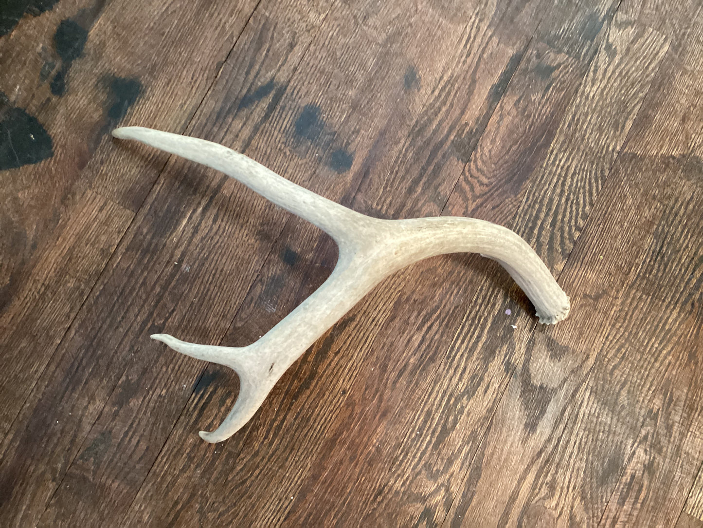 Deer Antler Each