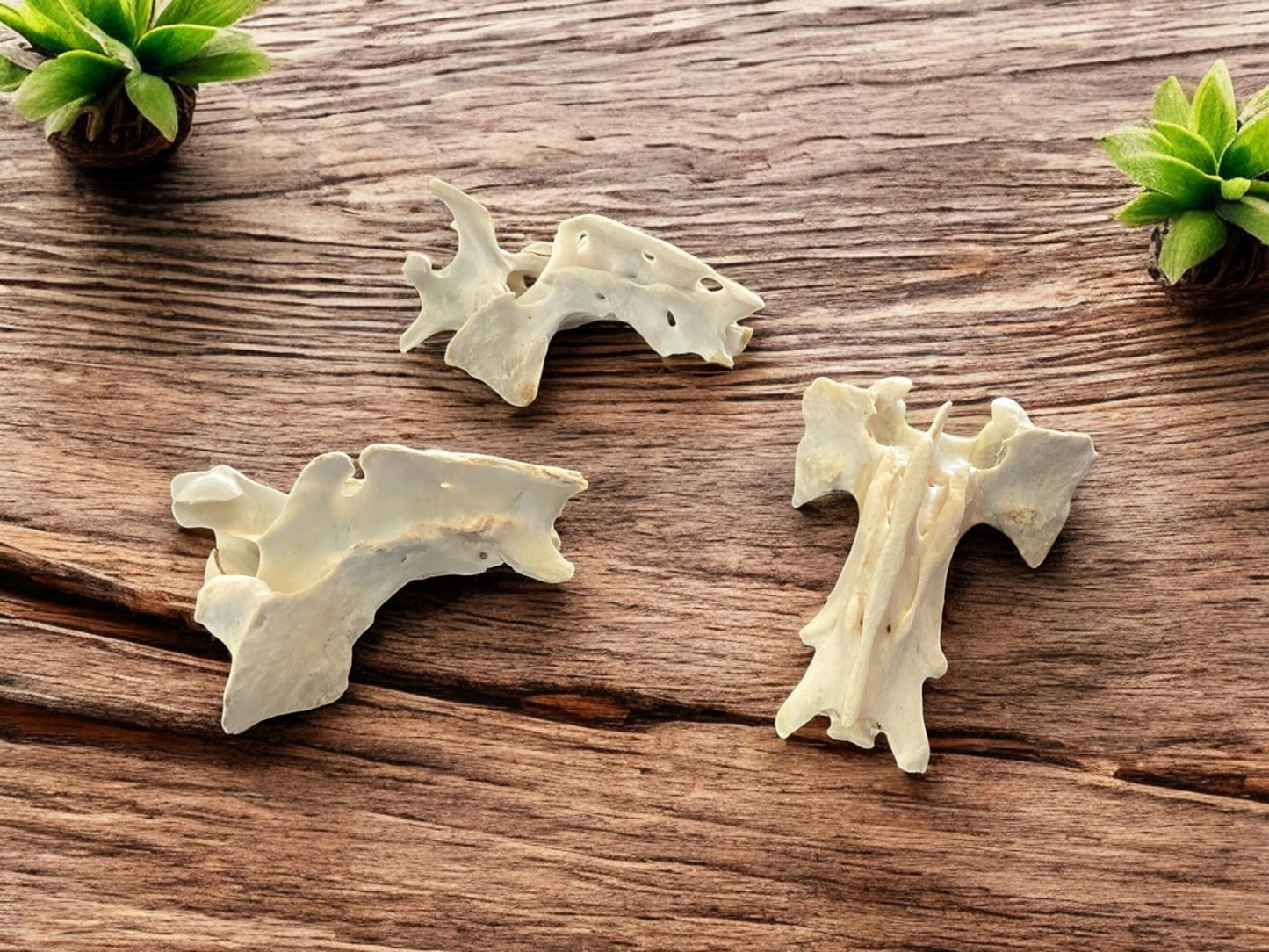 Large Deer Vertebrae