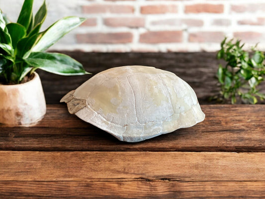 White Turtle Shell