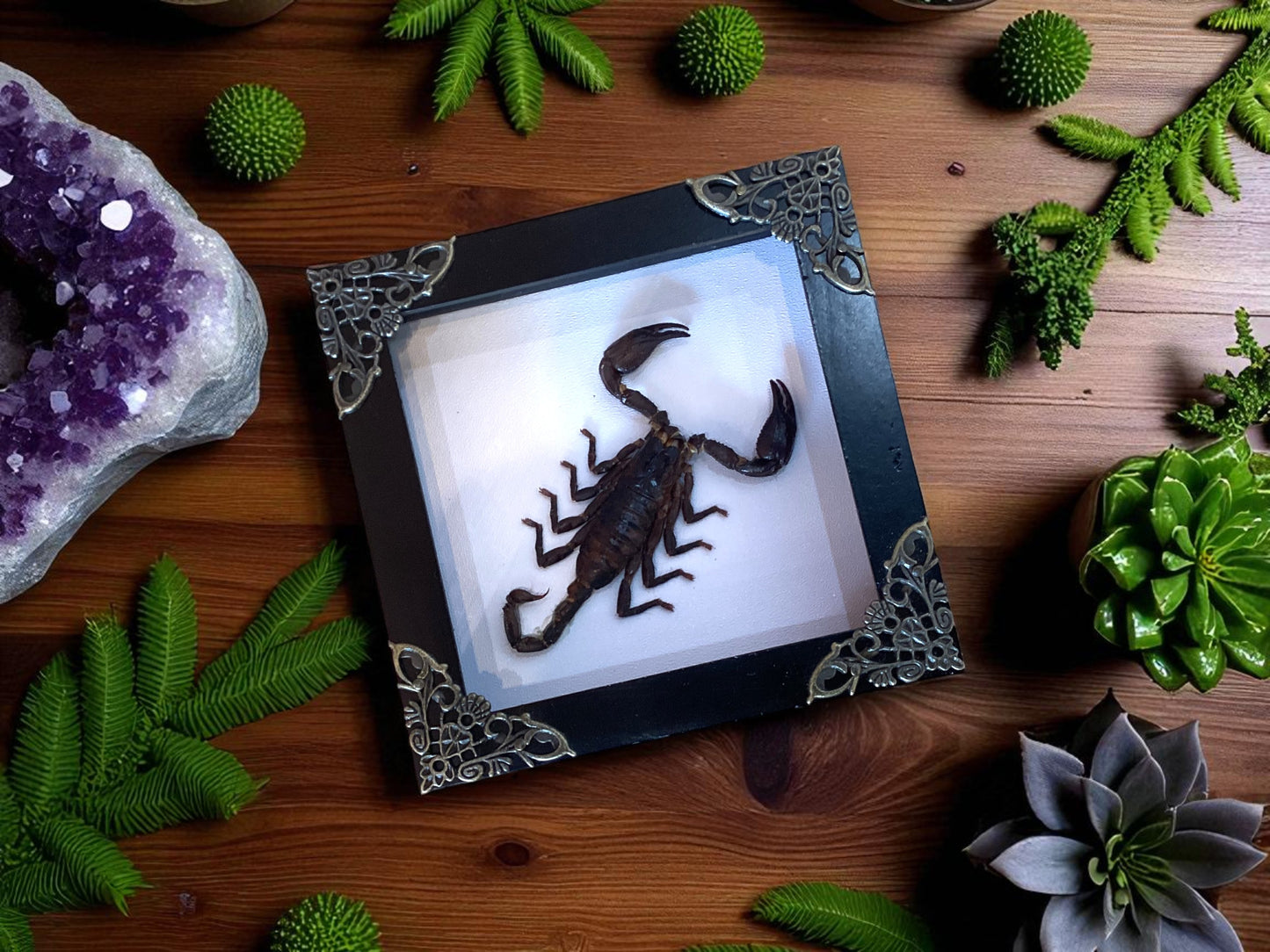 Scorpion Frame