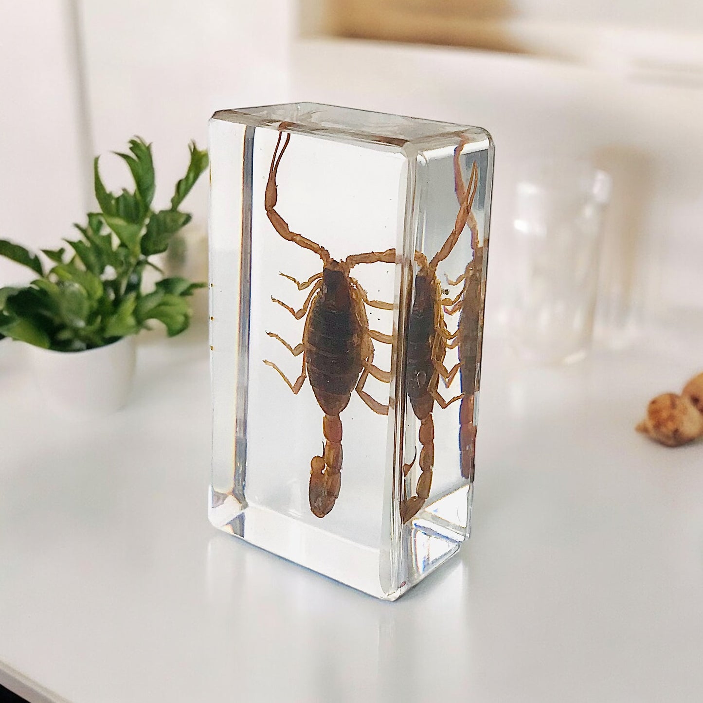 Yellow Scorpion Resin Paperweight