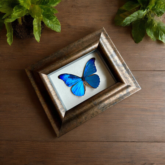 Morpho rhetnor Butterfly Frame