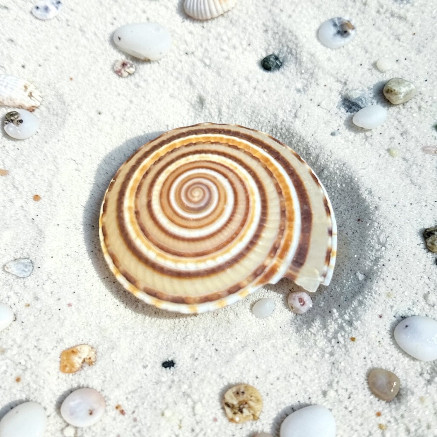 Sundial Snail Shell