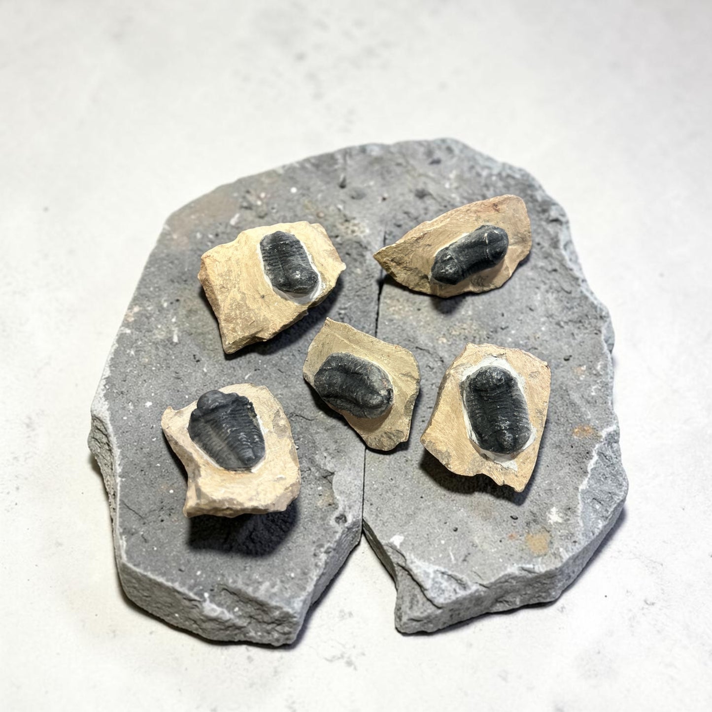 Trilobite Fossil