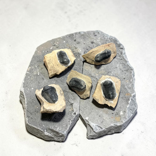 Trilobite Fossil