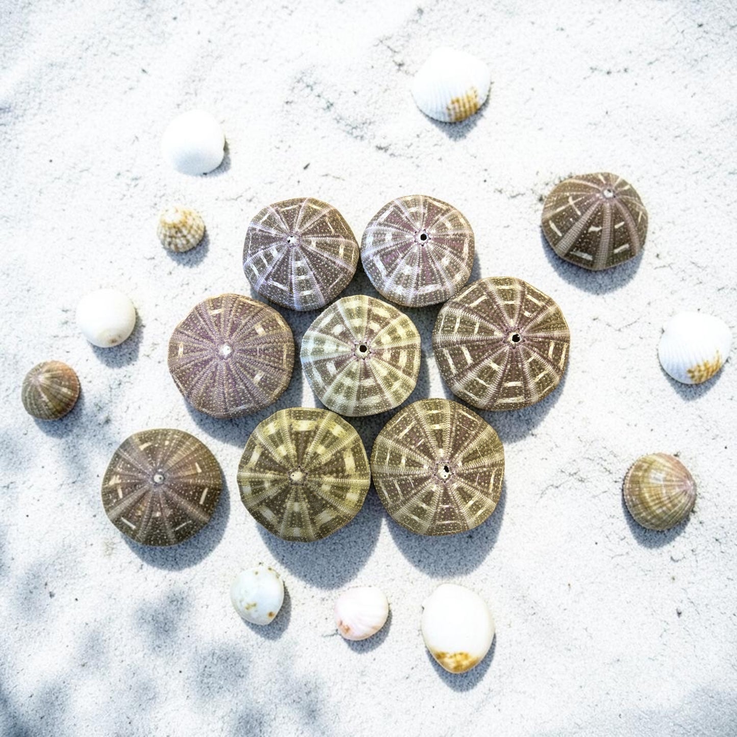 Alfonso Sea Urchin
