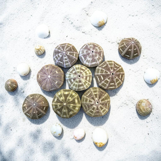 Alfonso Sea Urchin