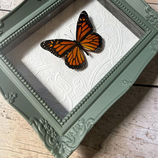 Monarch Butterfly Frame