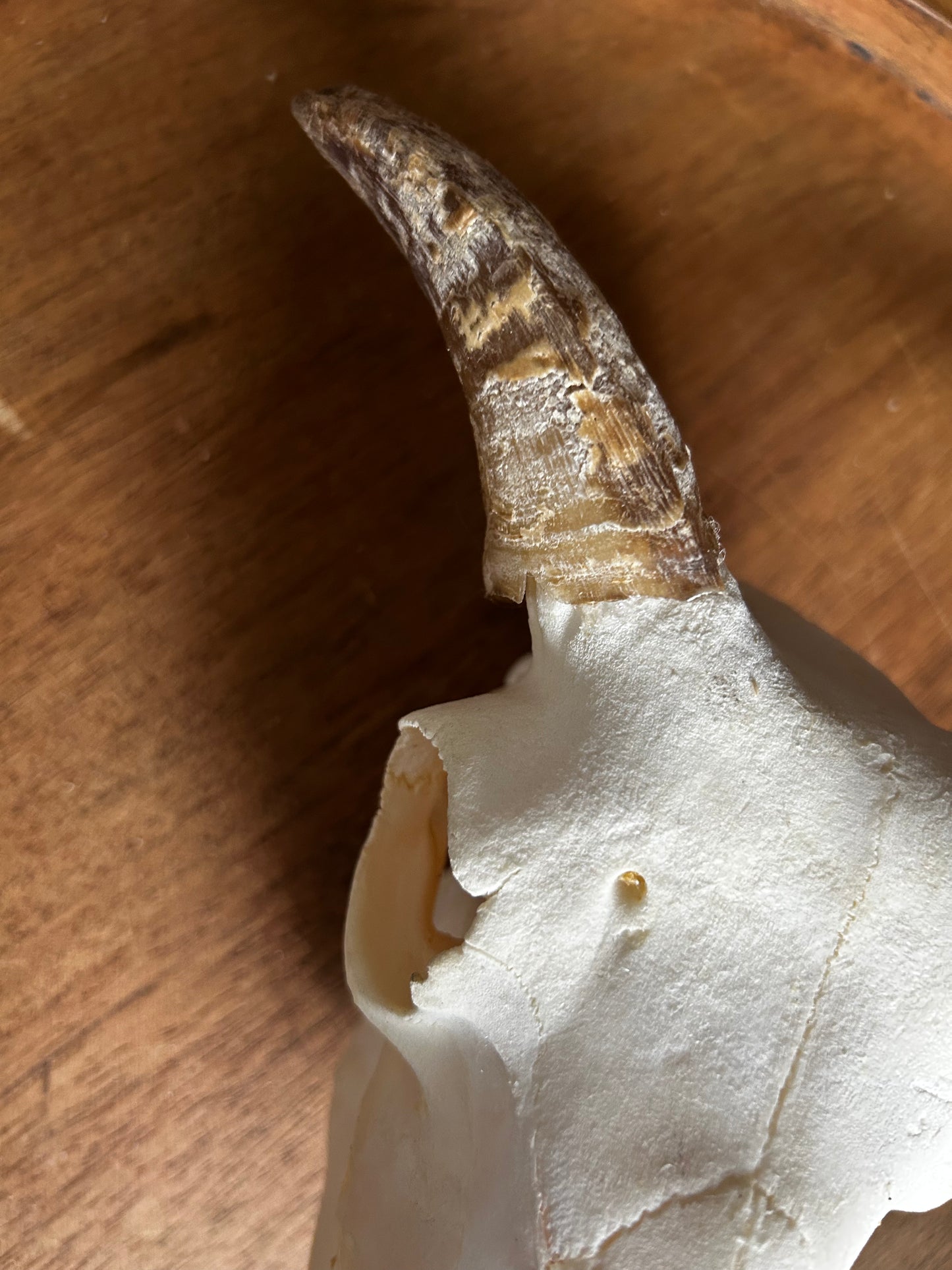 Goat Skull