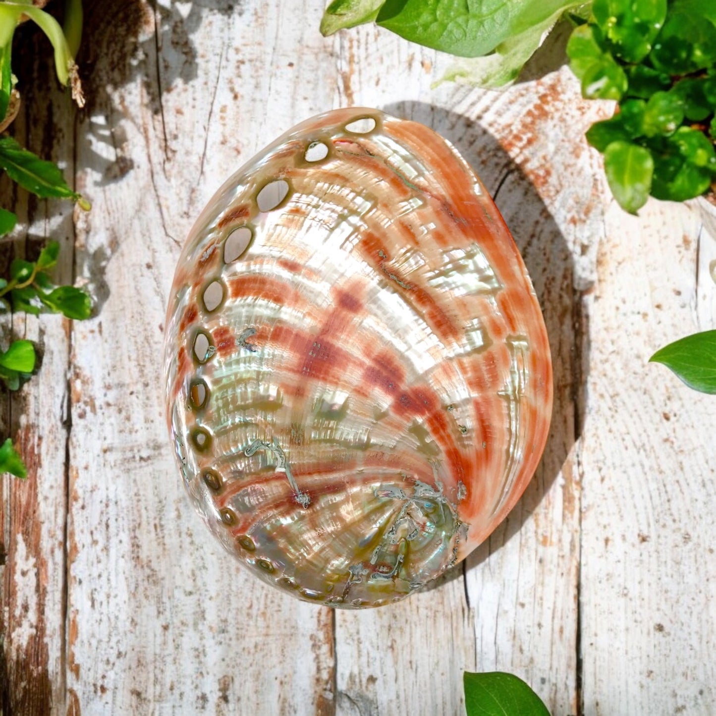 Red Polished Abalone Shell