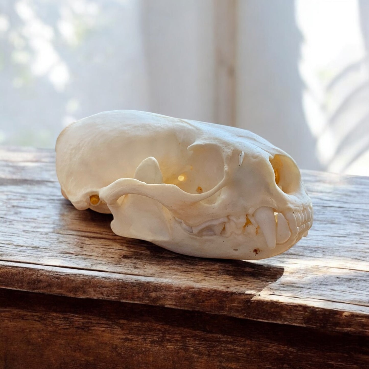 Otter Skull