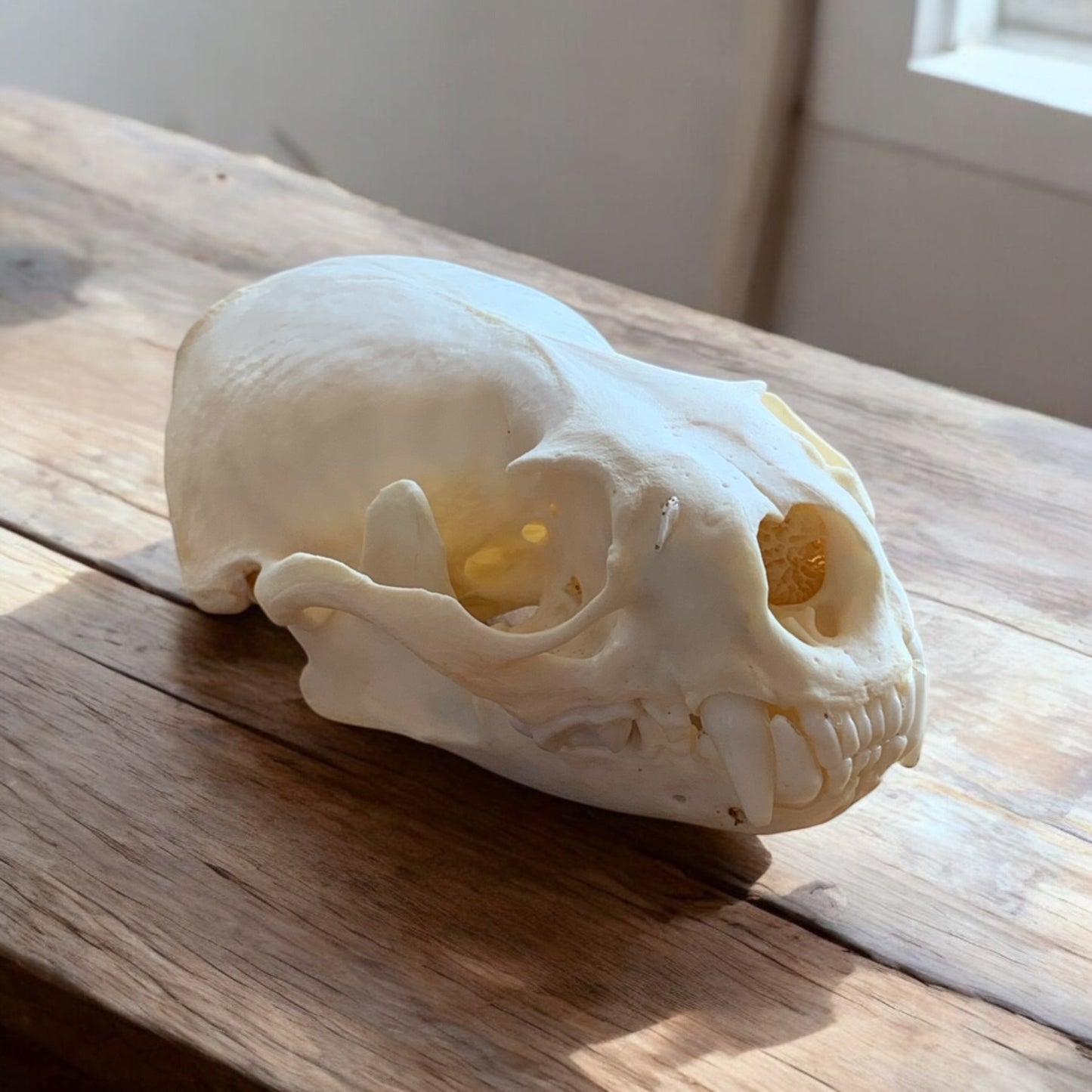 Otter Skull