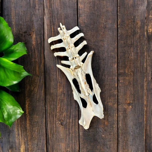 #1- Deer Spine Pelvis Bone