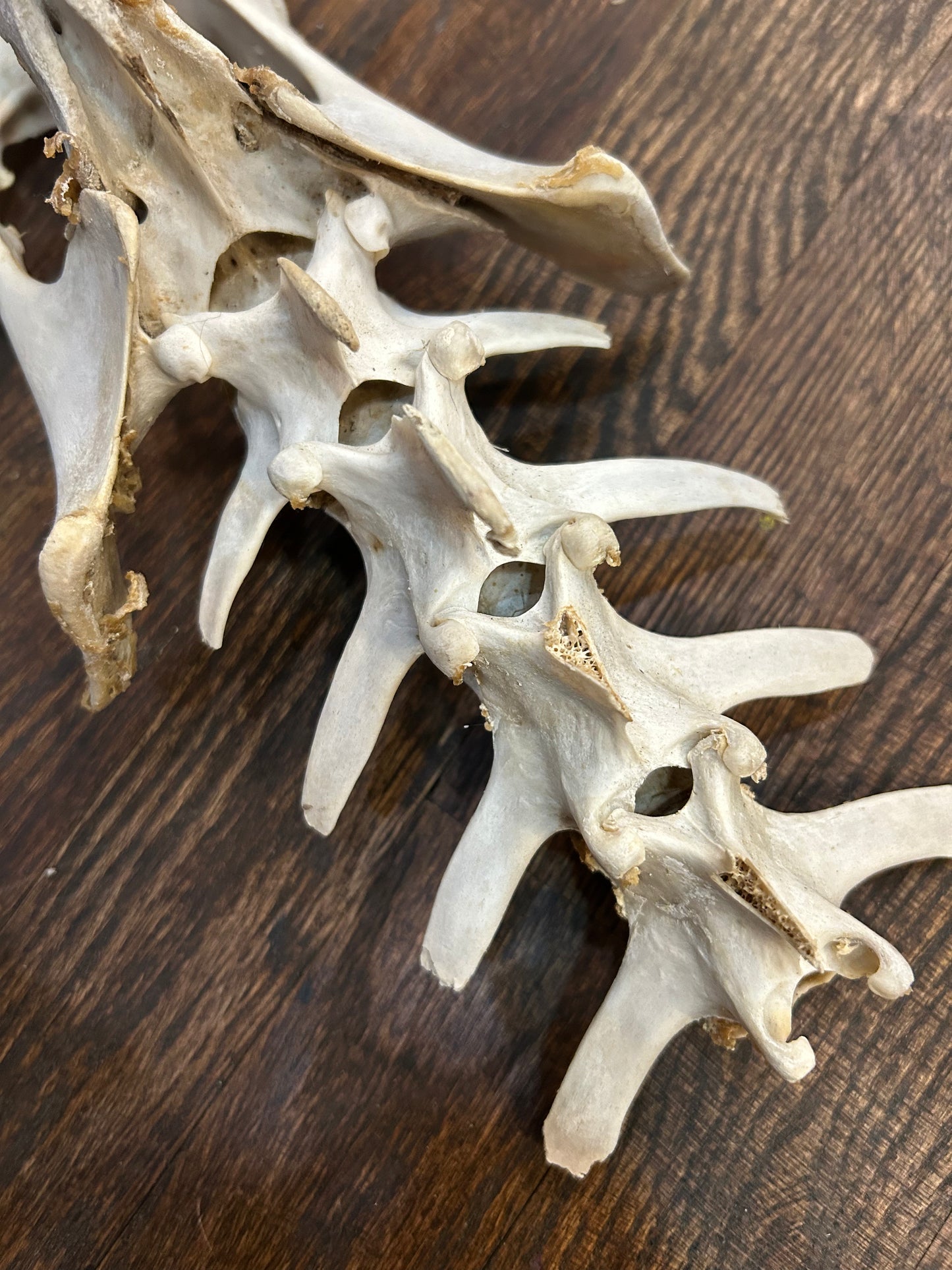 #2- Deer Vertebrae Spine Bone