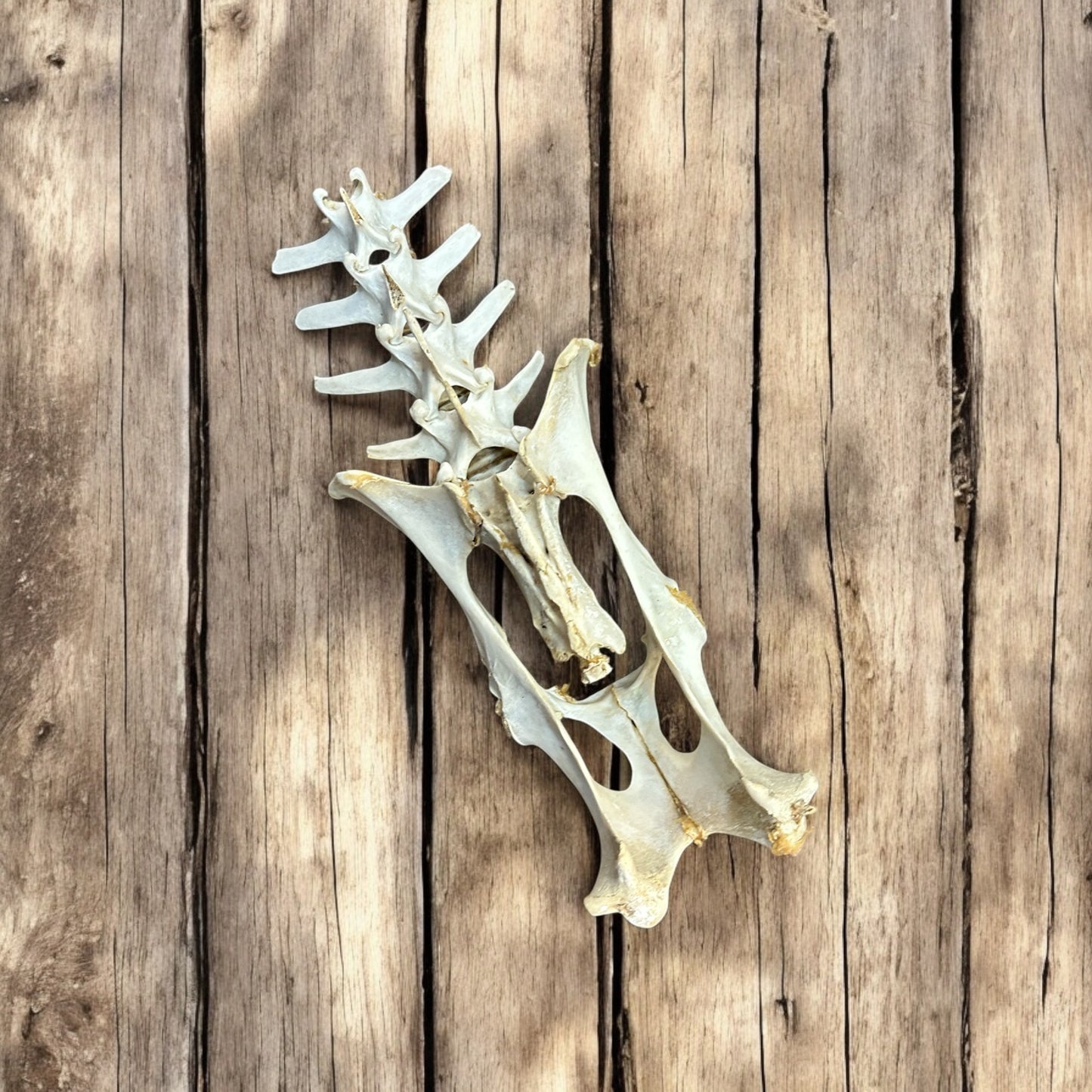 #2- Deer Vertebrae Spine Bone