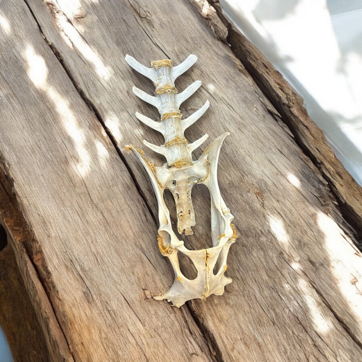 #2- Deer Vertebrae Spine Bone