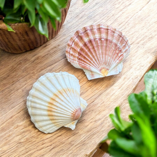 White & Red Scallop Shell