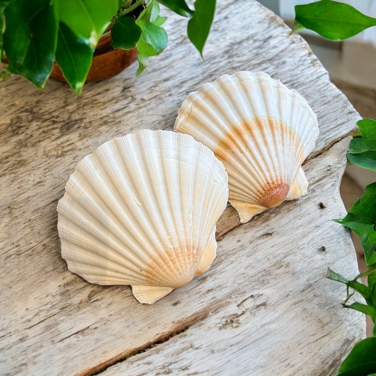 White & Red Scallop Shell