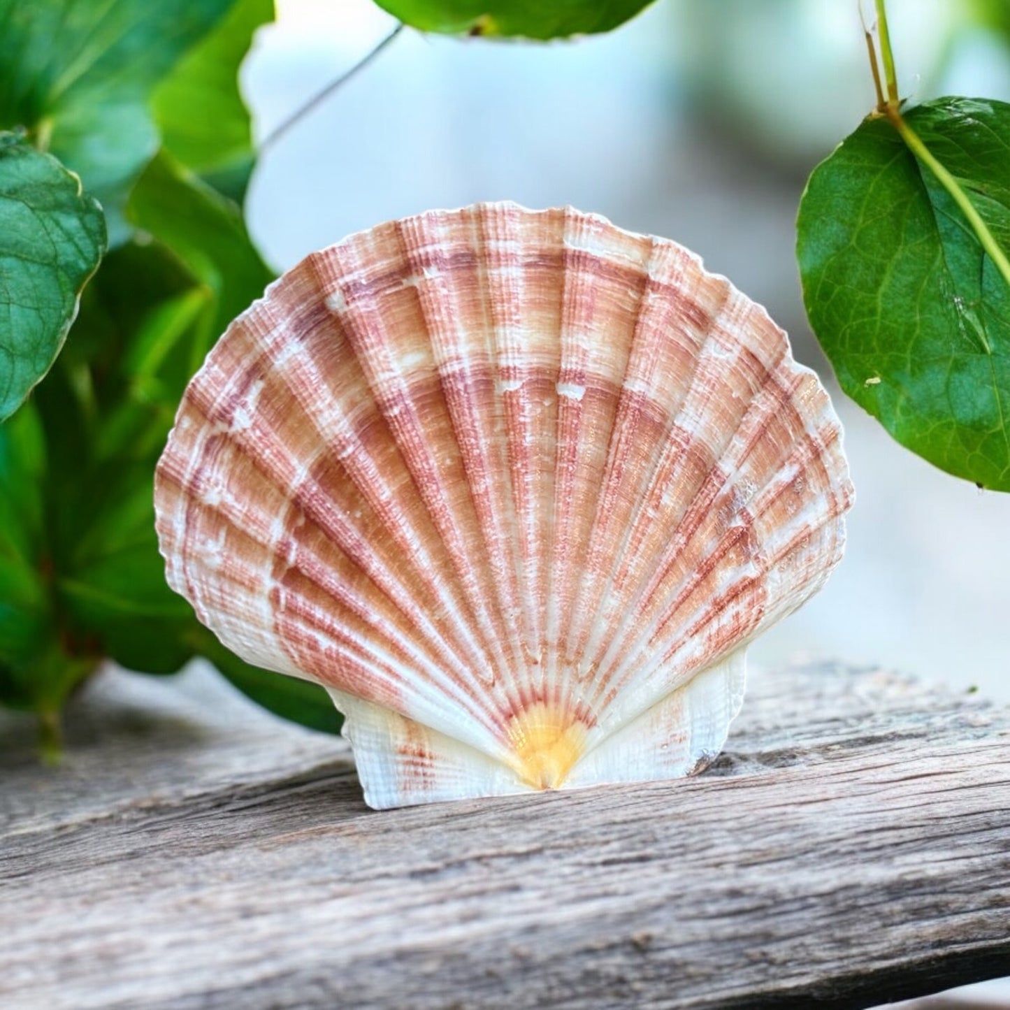 White & Red Scallop Shell