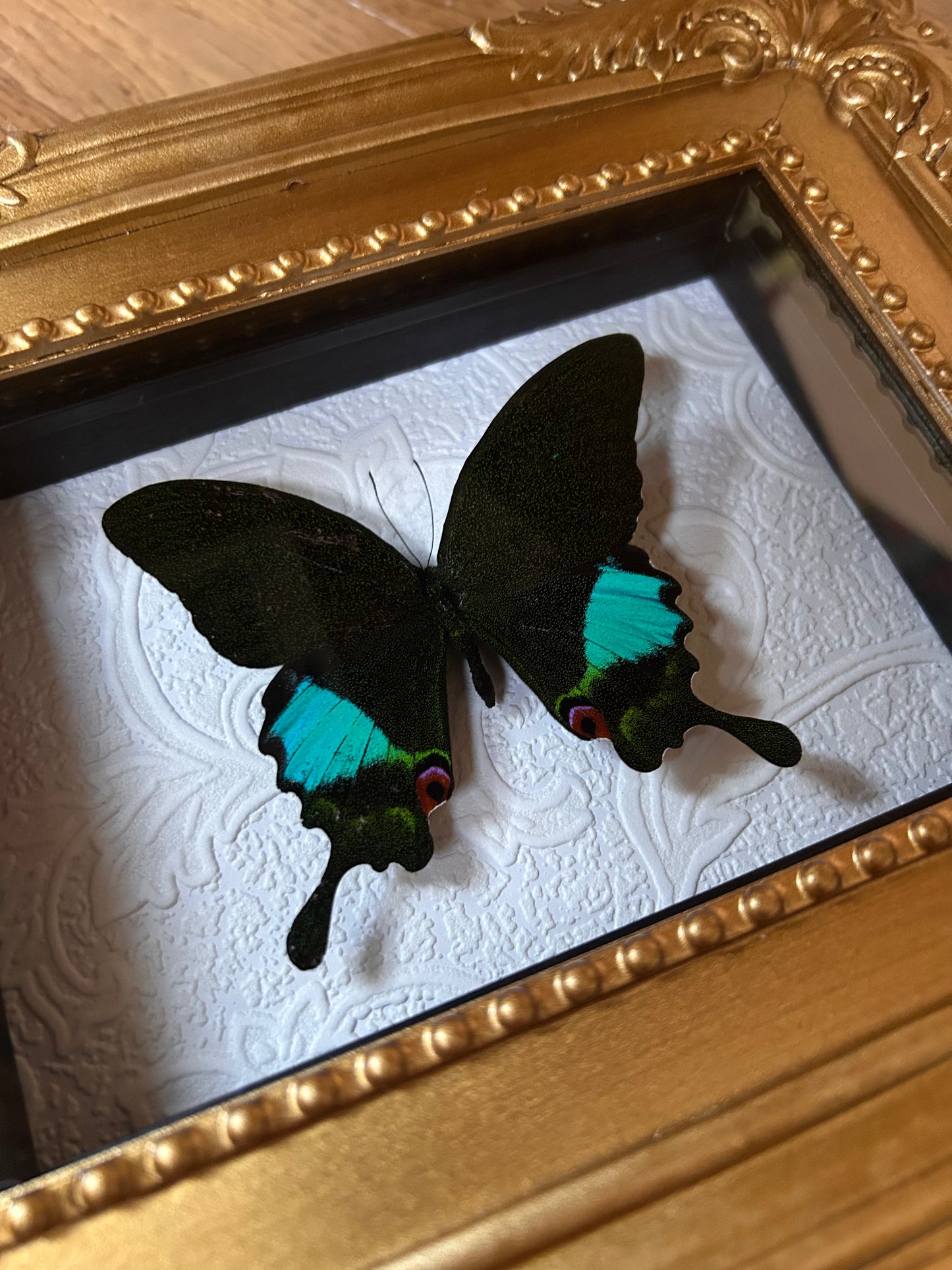 Papilio karna Butterfly Frame