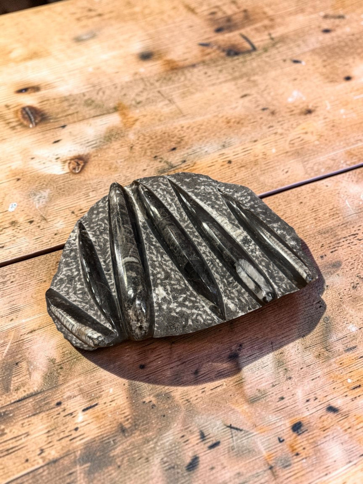 Orthoceras Fossils on Rock