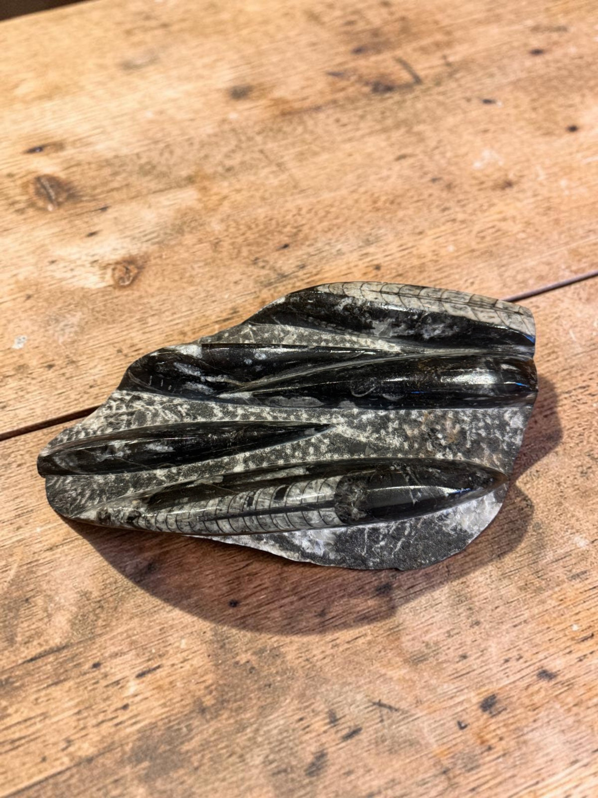 Orthoceras Fossils on Rock