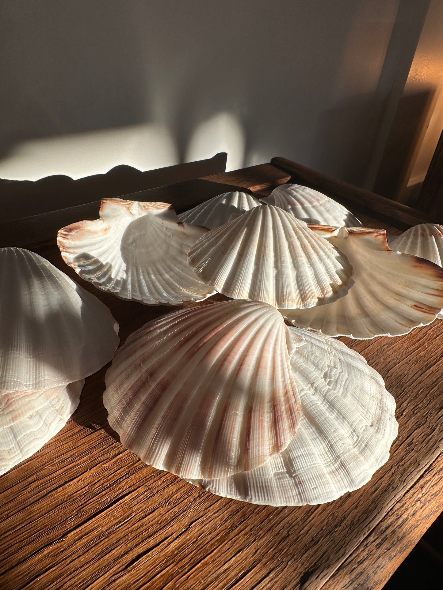 Great Scallop Shell