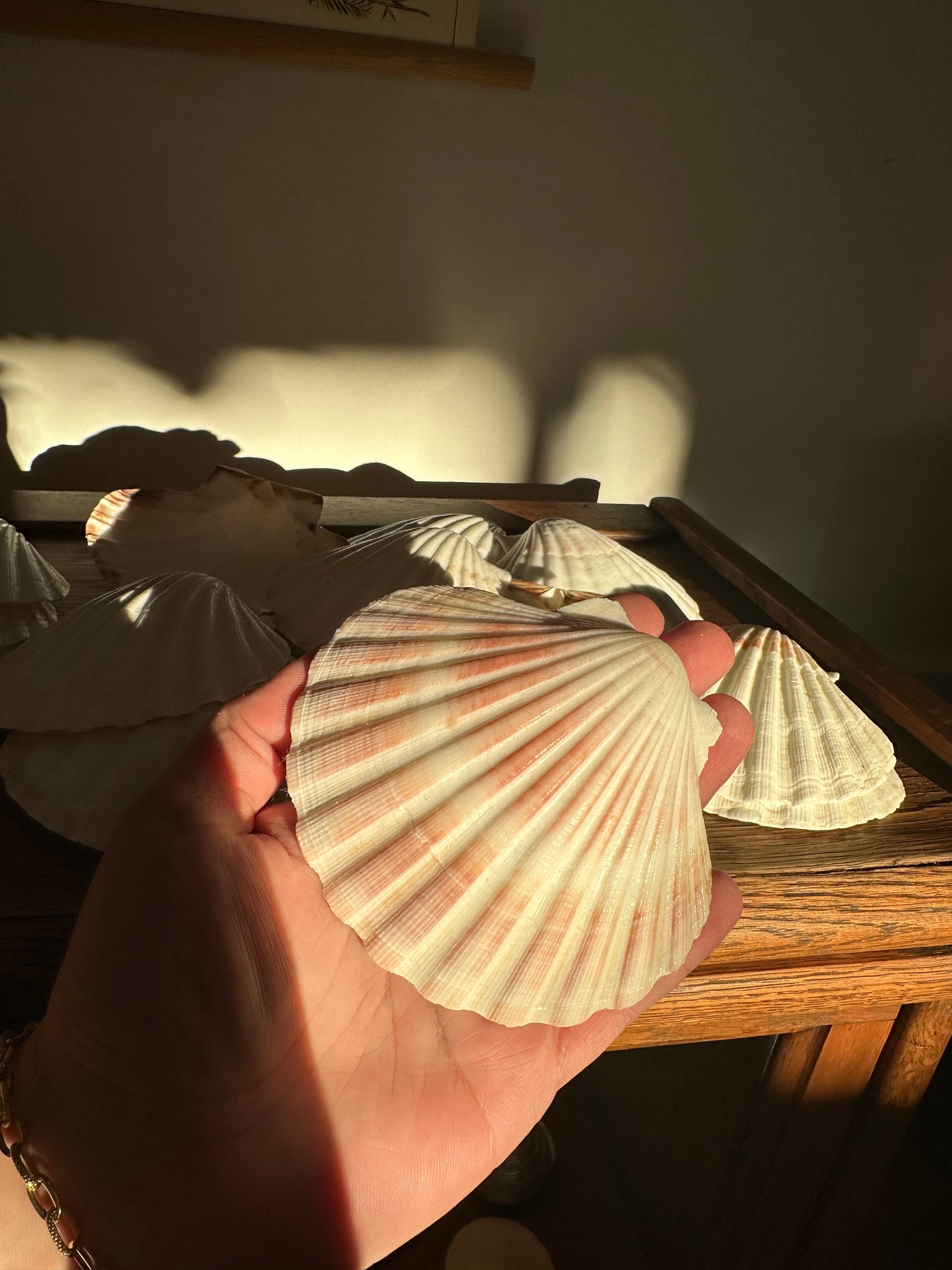 Great Scallop Shell