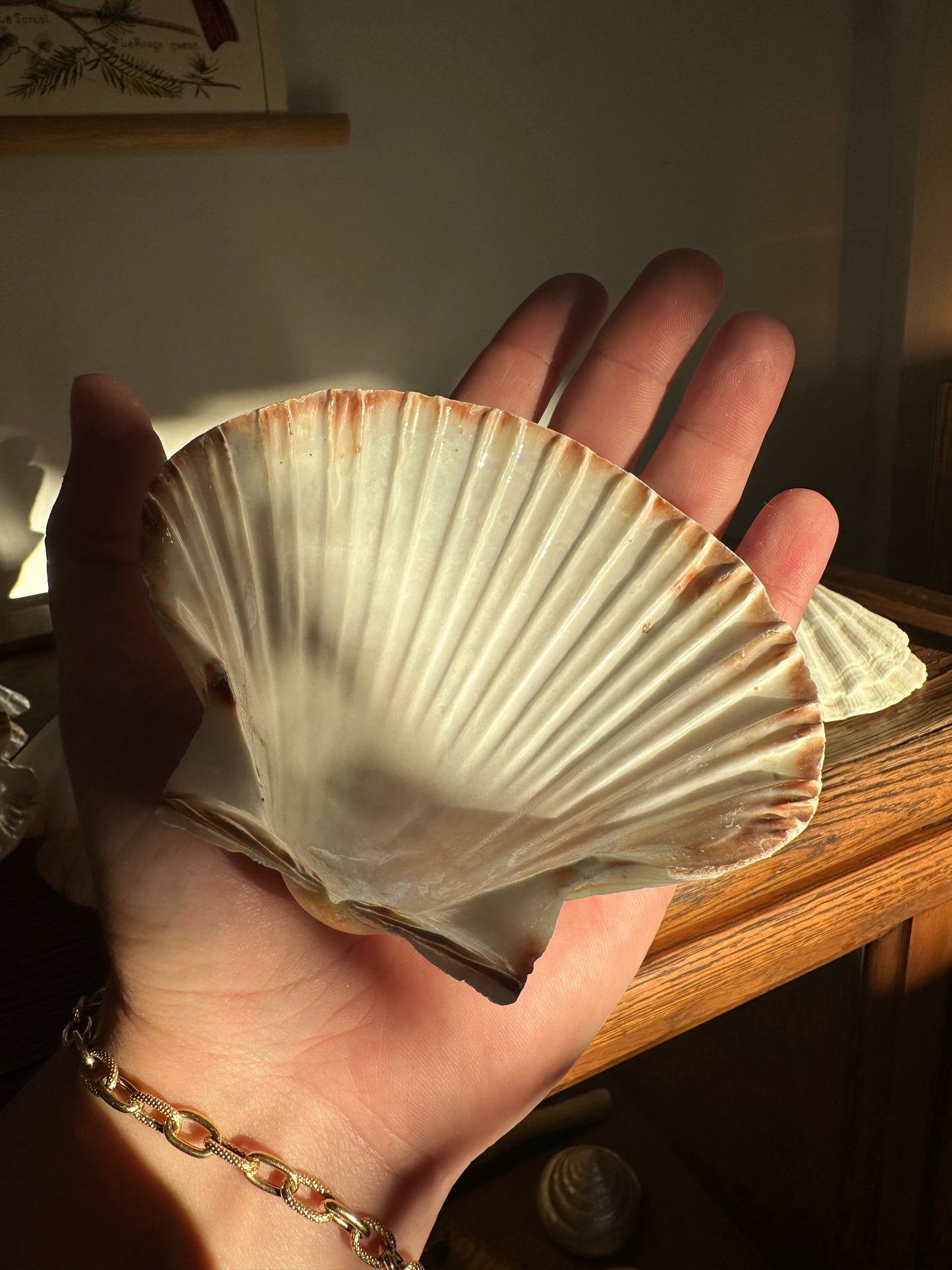 Great Scallop Shell
