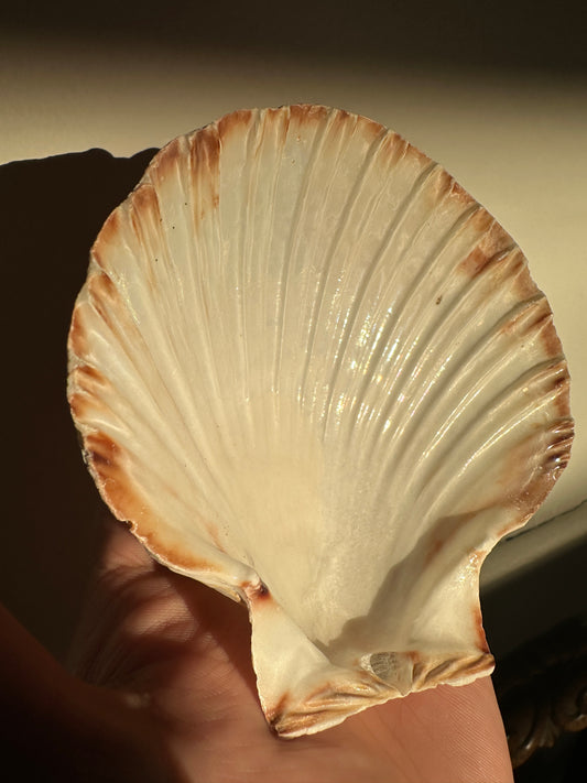Great Scallop Shell